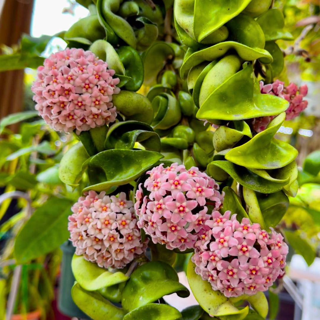 Hindu Rope Hoya Plant Live, Pink Flower Curly Leaf Succulent Vine Leaves, Outdoor Indoor Houseplant Decor, Hoya Hindu Rope