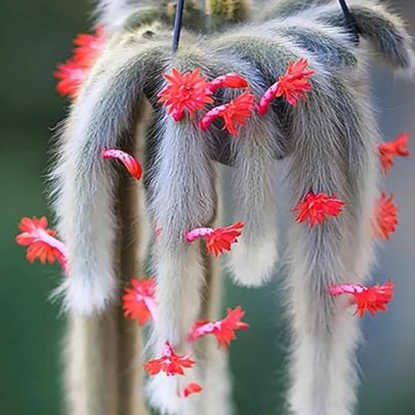 Trailing Monkey Tail Cactus Live Plant, Rare Cactus Live Succulents Plant Live Rooted, 3-6 Inch Tall Bareroot