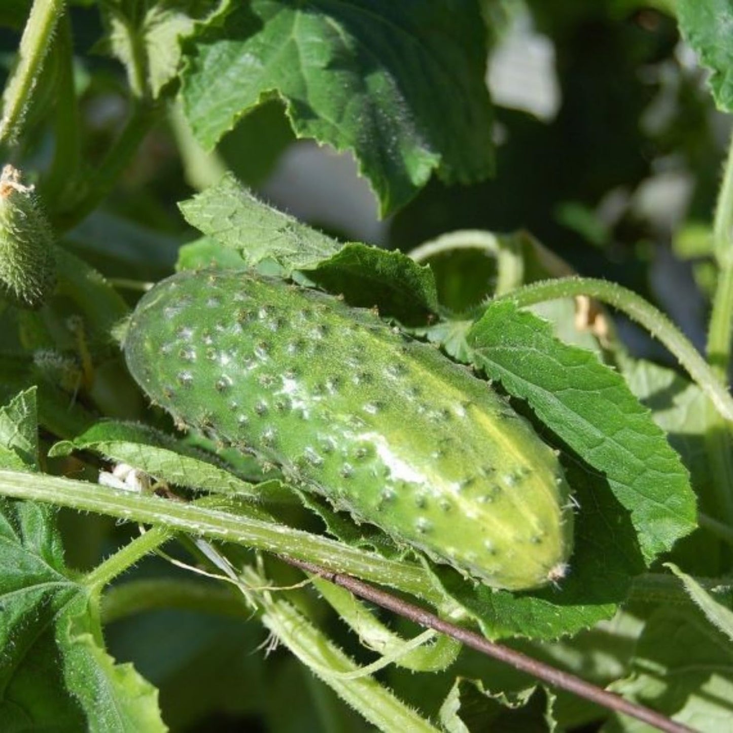 2 Cucumber Plants Live, Live Green Cucumber Plants Potted, 3 to 5 Inches Tall, 4 Inches Pot, Vegetable Plants Gardening Planting