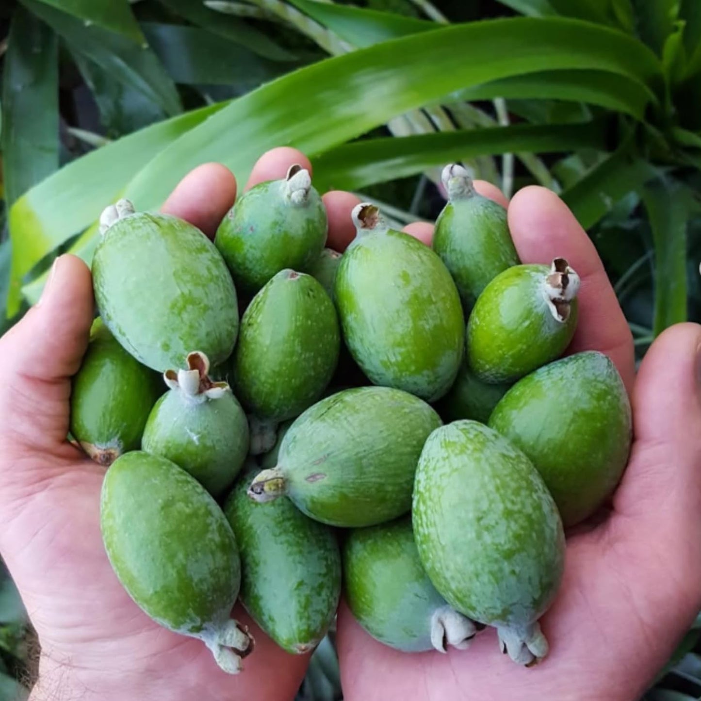 Pineapple Guava Live Plant, 4 to 6 Inches, Well Rooted Fragrant Guava for Garden