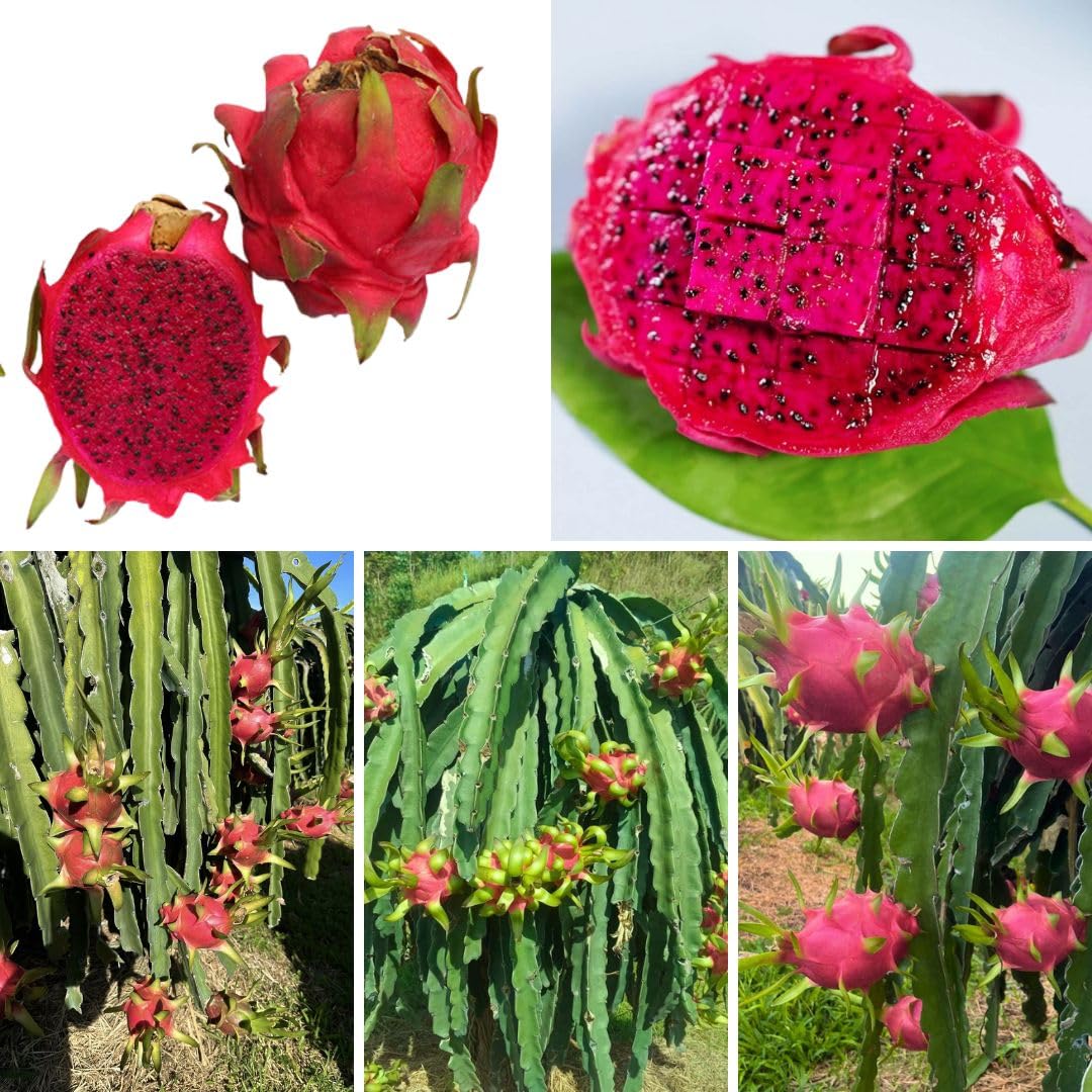 Red Dragon Fruit Live Plant 4 Inch Pot, Sweet Red Dragon Fruit Tree, Tropical Tree for Planting Outdoor