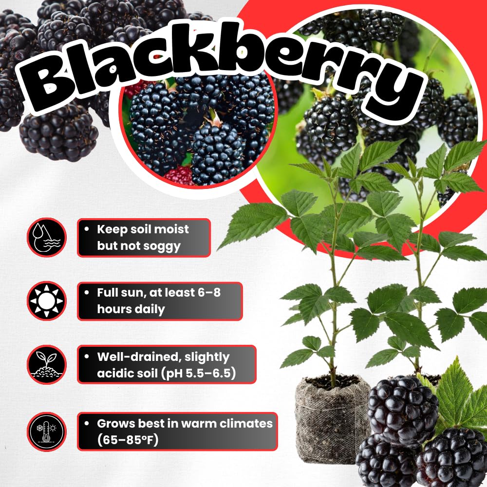 Pack 2 Thornless BlackBerry Plants Live to Grow 4 to 8 Inch Tall, BlackBerry Bush Live Plant, Sweet Blackberries Fruit Tree Indoor Outdoor (Navaho BlackBerry)
