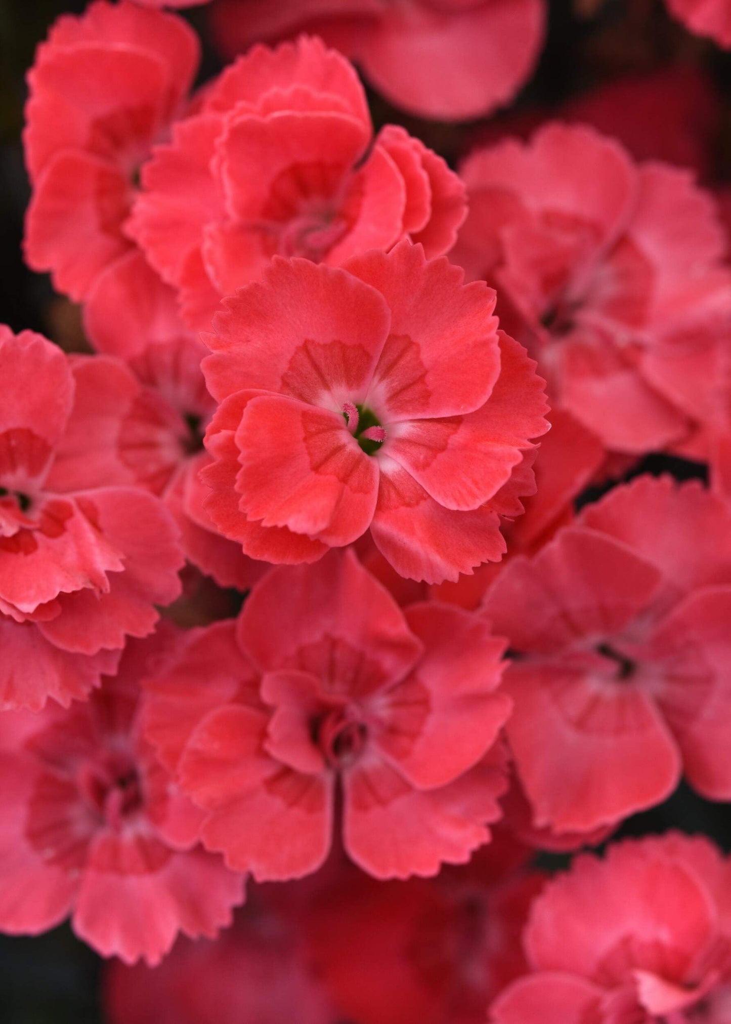 Perennial Farm Marketplace Dianthus x Everlast™ Peach (Garden Pinks) Live Perennial, Size-#1 Container, Long-Blooming Reddish-Orange Flowers, Fragrant