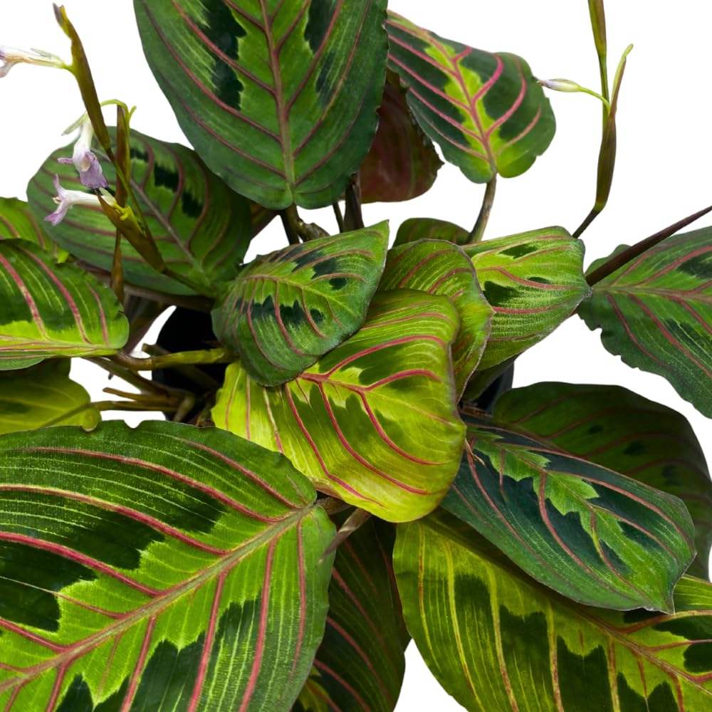 BubbleBlooms Red Veined Prayer Plant Maranta leuconeura in a 4 inch Pot