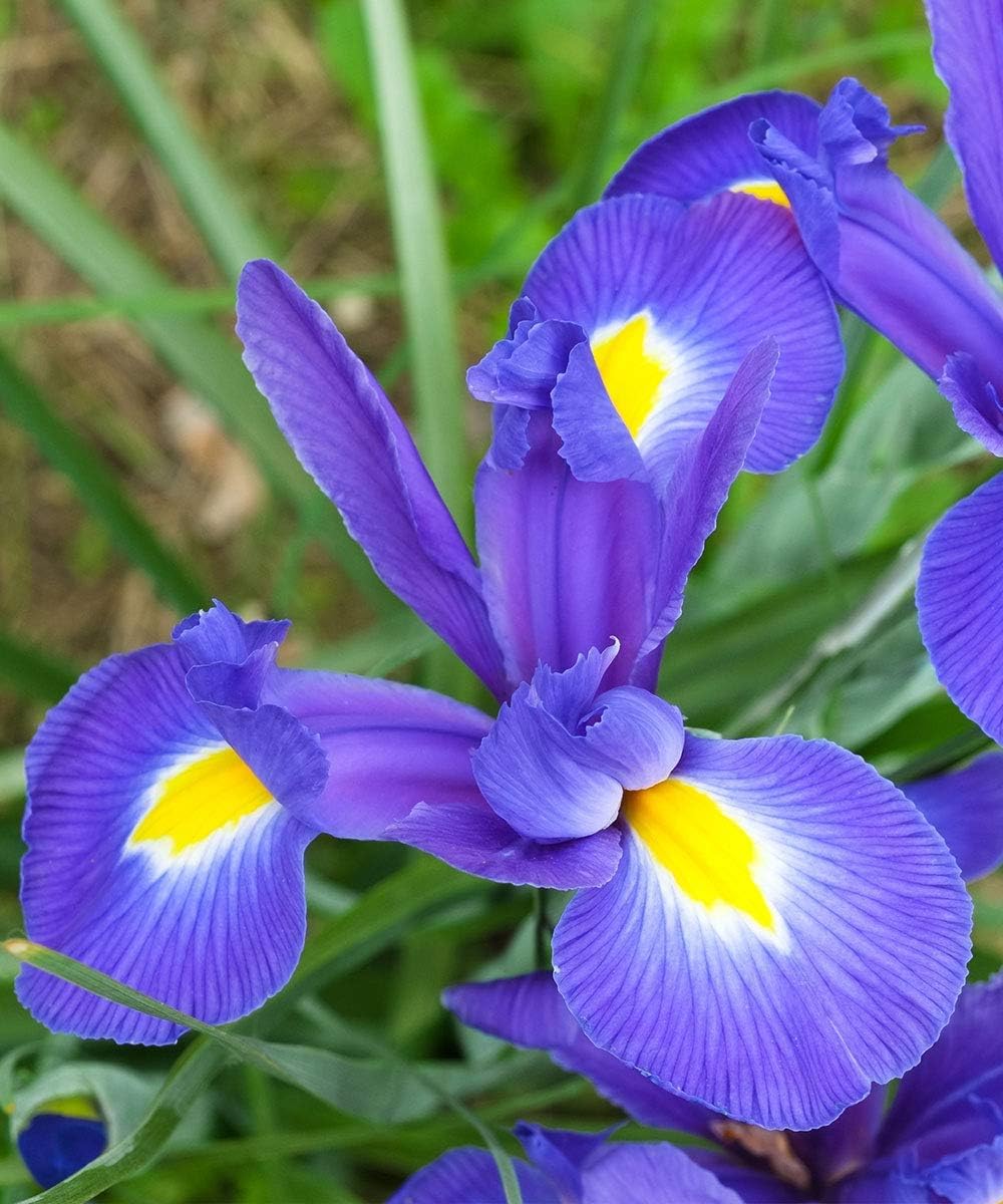 Colorful Mixed Dutch Iris Flowers - 45 Bulbs - Beautiful, Bright, Blue, Purple, Yellow, White Flowers - Spring Blooming Perennials Perfect for Gardens - Attracts Butterflies, Bees & Hummingbirds