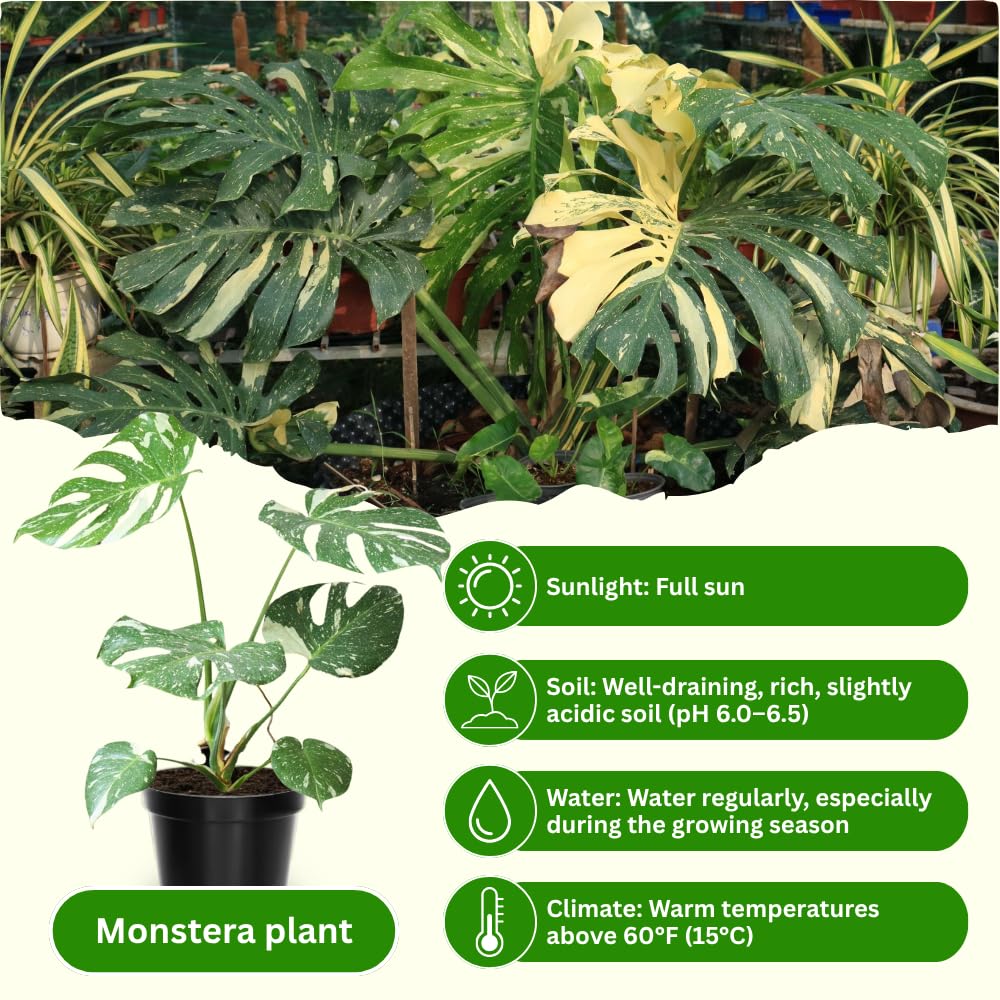Monstera Plant Live, Monstera Fully Rooted 4-7'' Tall, No Pot, Easy-Care, Fast-Growing Indoor Houseplant (Constellation Monstera)