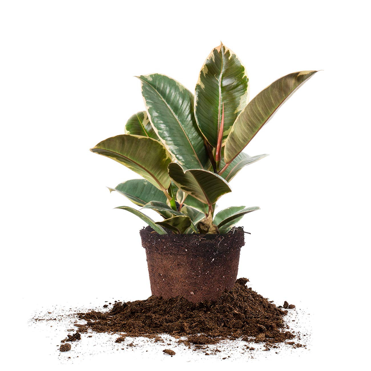 Perfect Plants Variegated Rubber Plant | Ficus Elastica 'Tineke' | Live Indoor Houseplant | Unique Home Décor, 6in. Grower's Pot