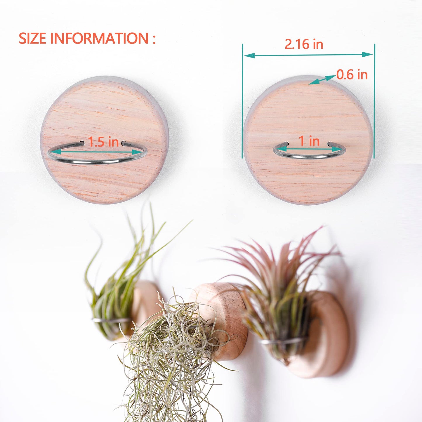 MITIME Air Plants Holders-Real Wood Live Air Plant Holders.Rustic Air Plant Stand,Wall-mounted to save space.(Plants not included)(Orbicular Set of 6)