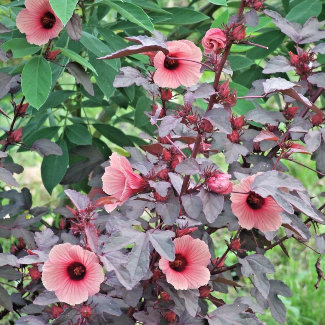 2 Live Cranberry Hibiscus Plants, Ornamental Hibiscus, 4-8 Inches Tall, Ready for Planting