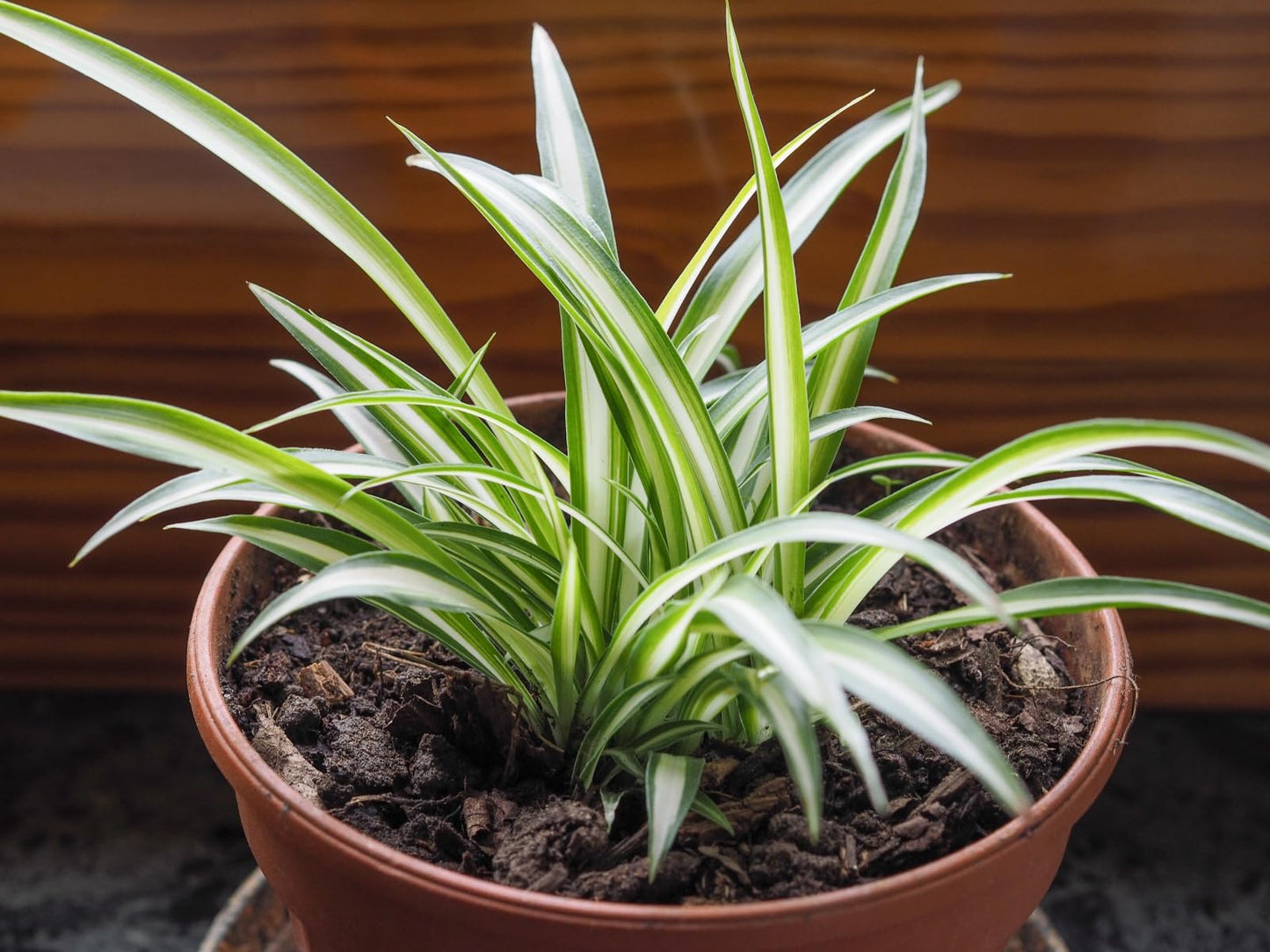 Enchanting Spider Plant - 3 Live Starter Plants in 2 Inch Pots - Chlorophytum Comosum - Nature's Green Symphony for Your Home