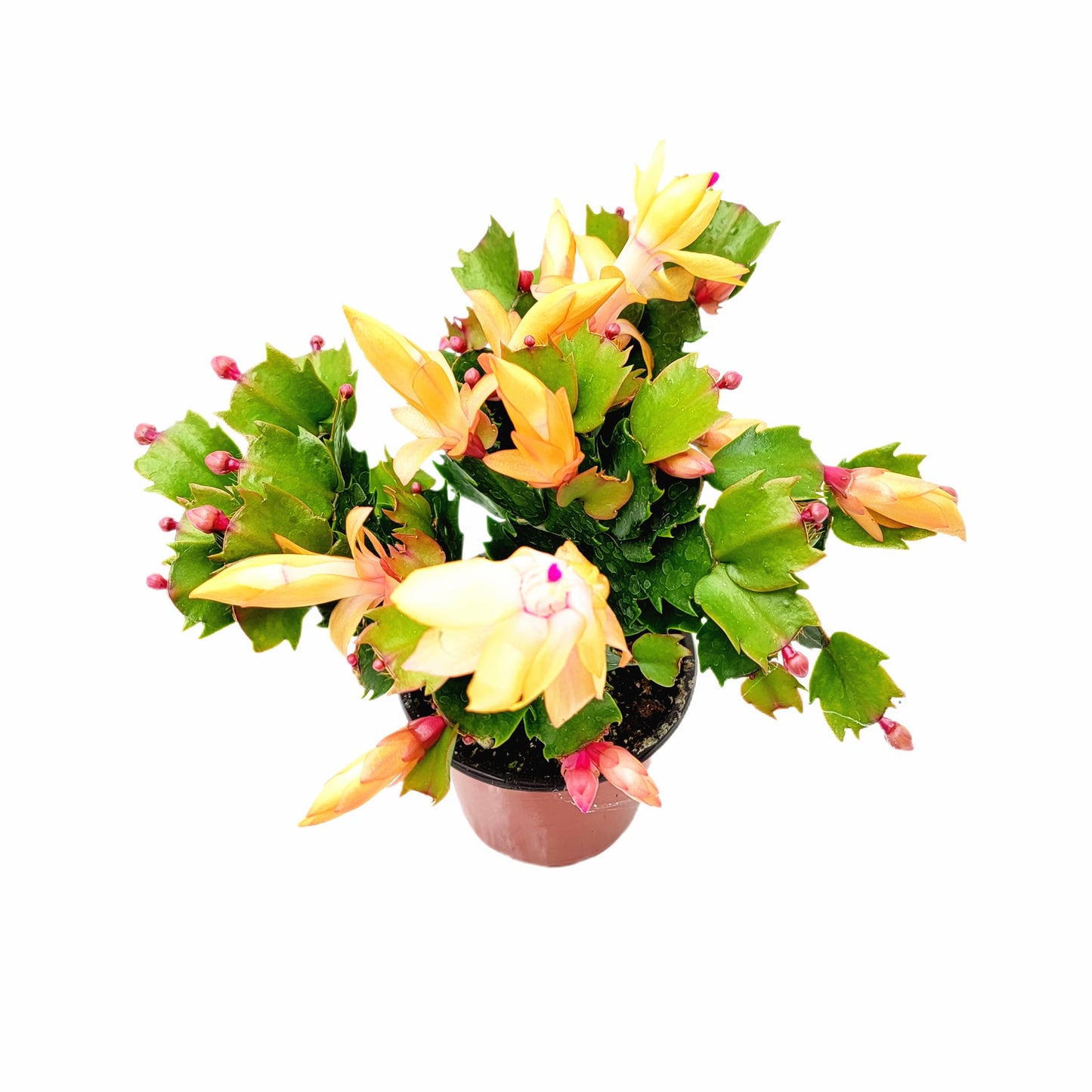 Wonderland Flora Thanksgiving Cactus, Peach Seasonal Blooms, Live Indoor Plant, Flowering Houseplant, Christmas Cactus, 4-Inch Pot, Holiday Decor, Pet Safe, Free Heat Pack