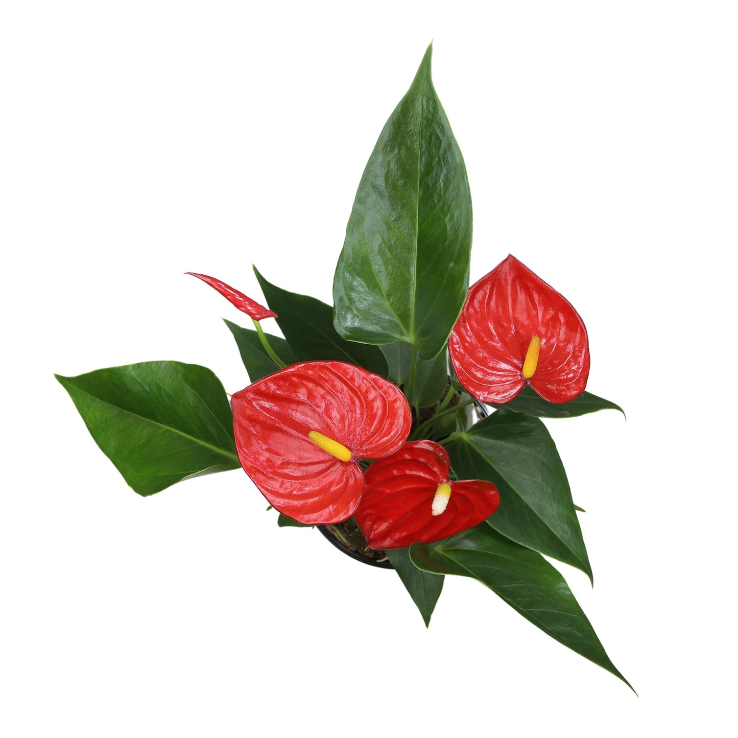 Altman Plants Red Anthurium Live Plant Decor in 4 Inch White Plastic Plant Pot, Easy to Grow Desk Plant, Easy Plant Gift, Decorative Indoor Plant, Live Anthuriums Live Plants Grown in Potting Soil Mix