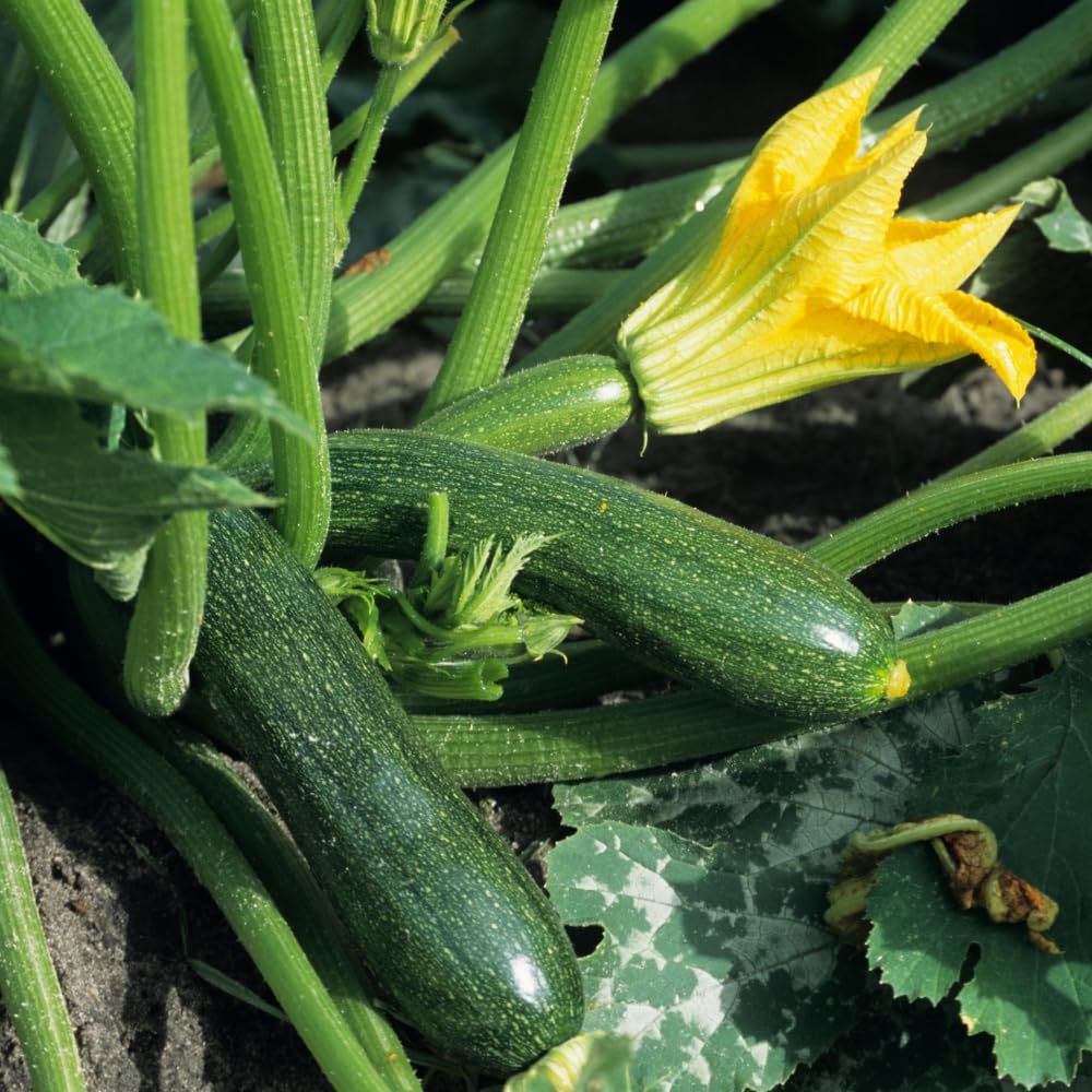 2 Green Zucchini Plants, Green Summer Squash in 4 Inch Pots - 4-6 Inch Tall Live Vegetable Garden Plants