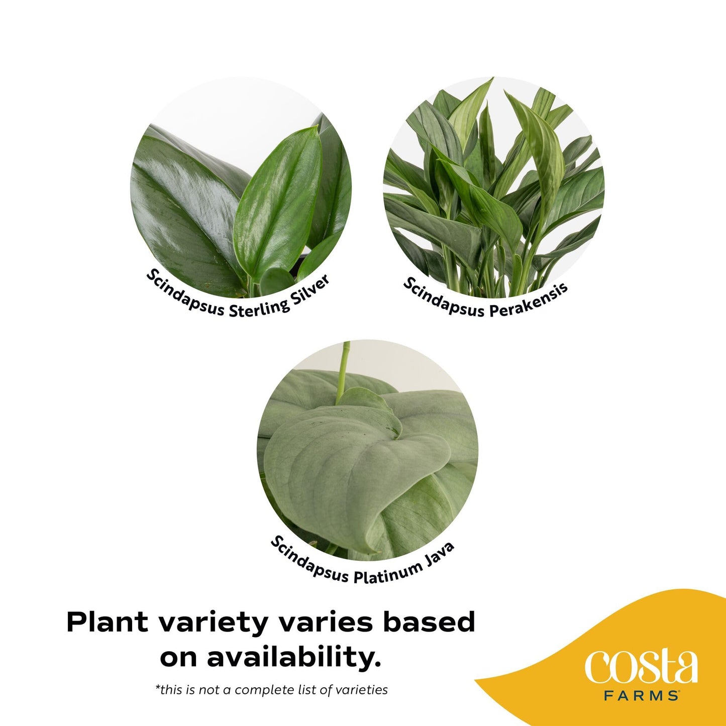 Costa Farms Scindapsus Live Plant, Curated Grower's Choice in Self-Watering Pot, 9-12 Inches Tall, Low Light Vining Indoor Houseplant, Rare Variegated Foliage for Office & Home Decor
