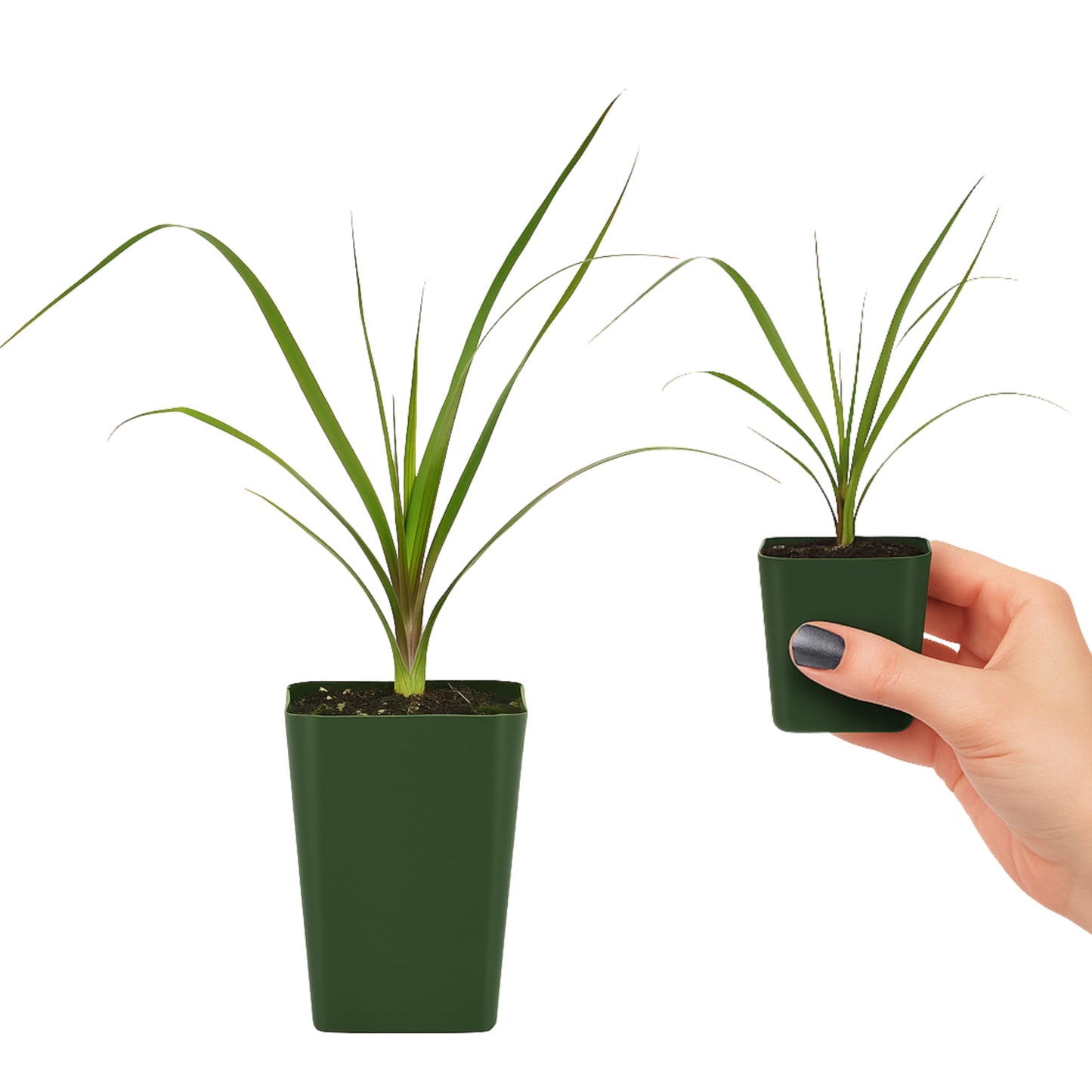 MyShelfie - Ponytail Palm (Beaucarnea Recurvata) Live Indoor House Plant in 2-Inch Pot – Low Maintenance, Air-Purifying Plant