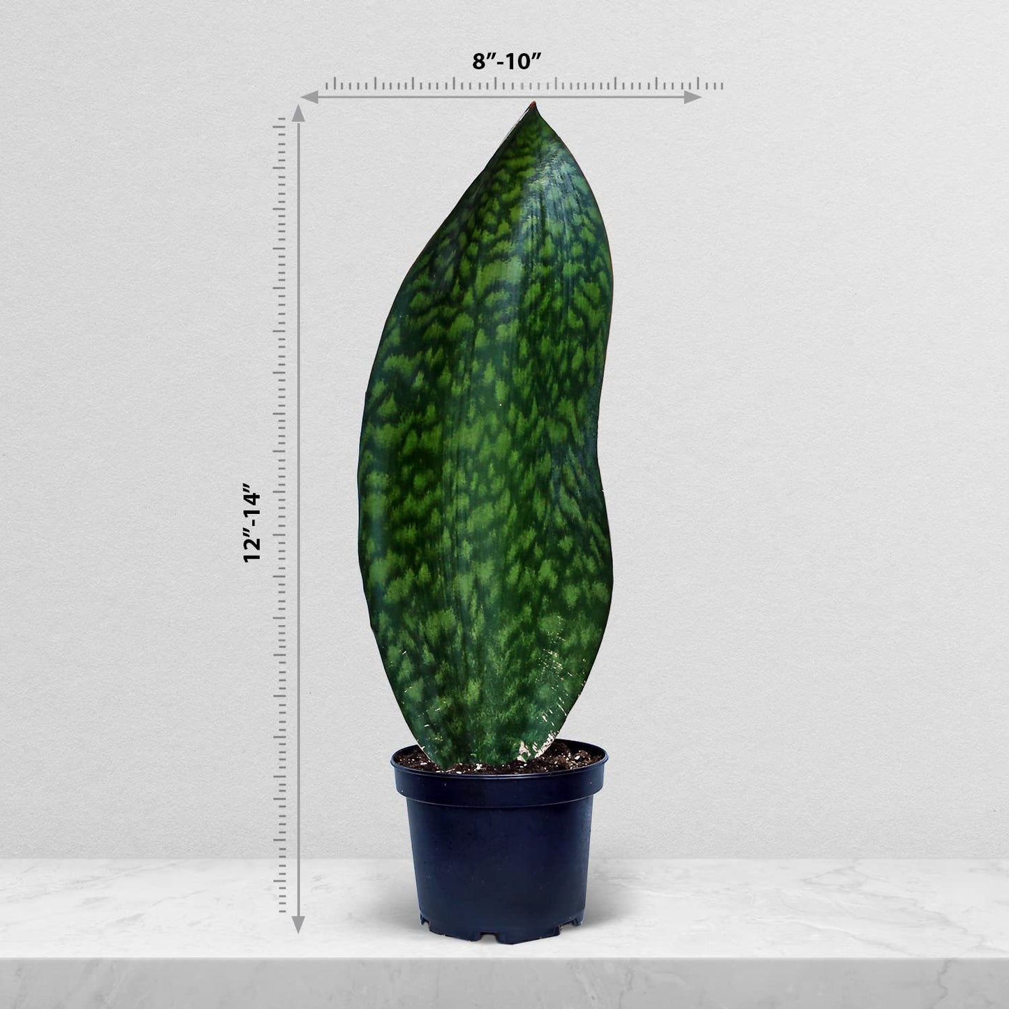 Live Sansevieria Masoniana, Mason’s Congo, Whale Fin, Shark’s Fin, Rare Houseplant, Housewarming Gift, Christmas Gift, Father's Day Gift, Live Home Decor Plant in 6" Pot