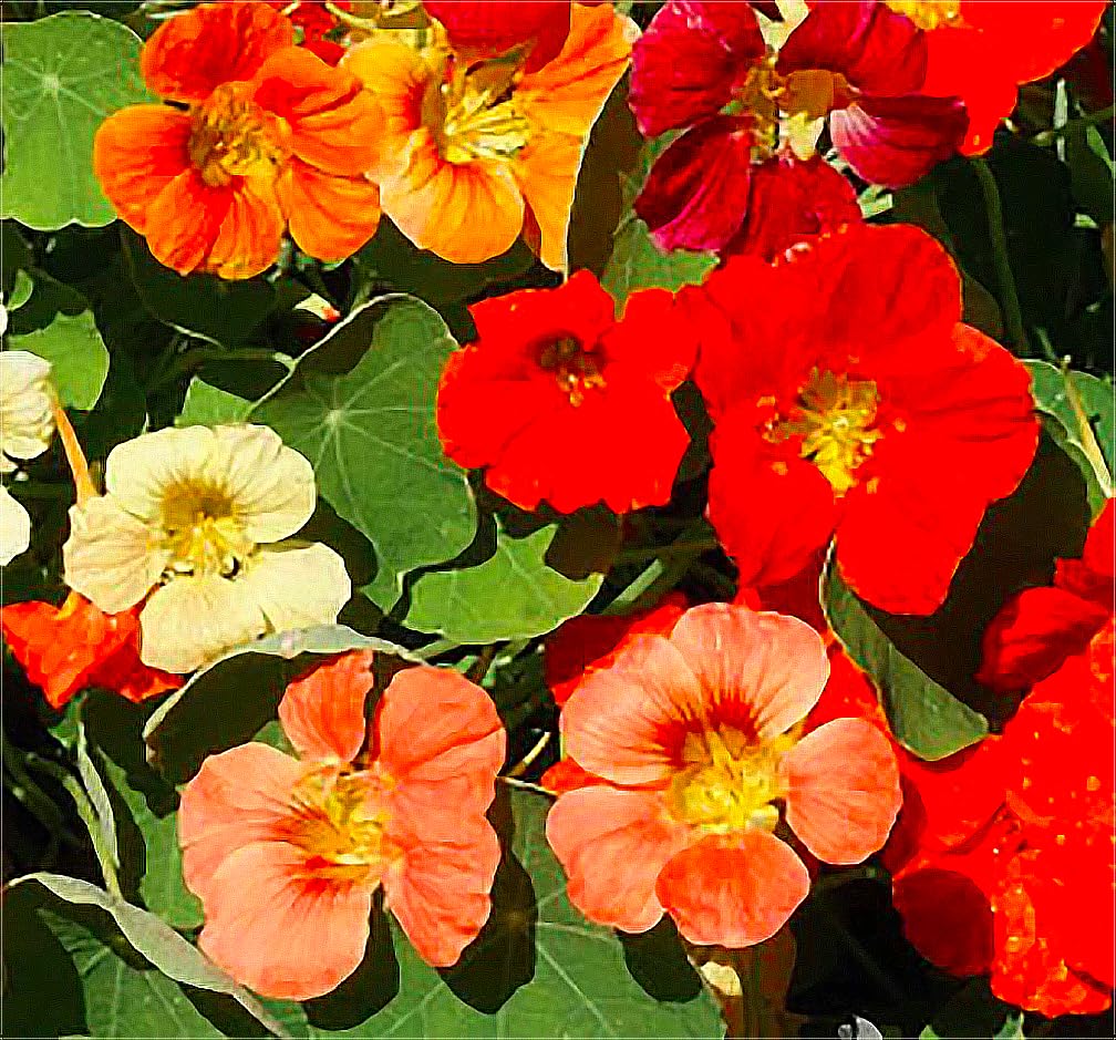 Tom Thumb Nasturtium Seeds - Great Ground Cover