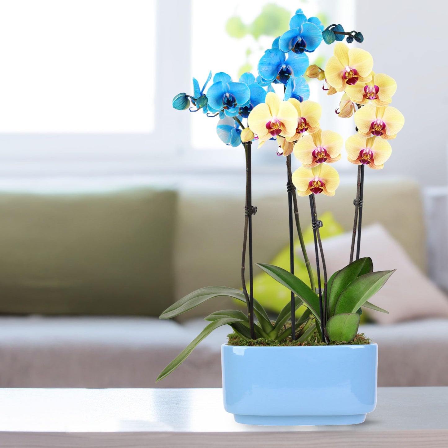 Green Circle Growers 10" Blue and Yellow Orchid in Blue Ceramic Pot, Live Indoor Plants, House Plant