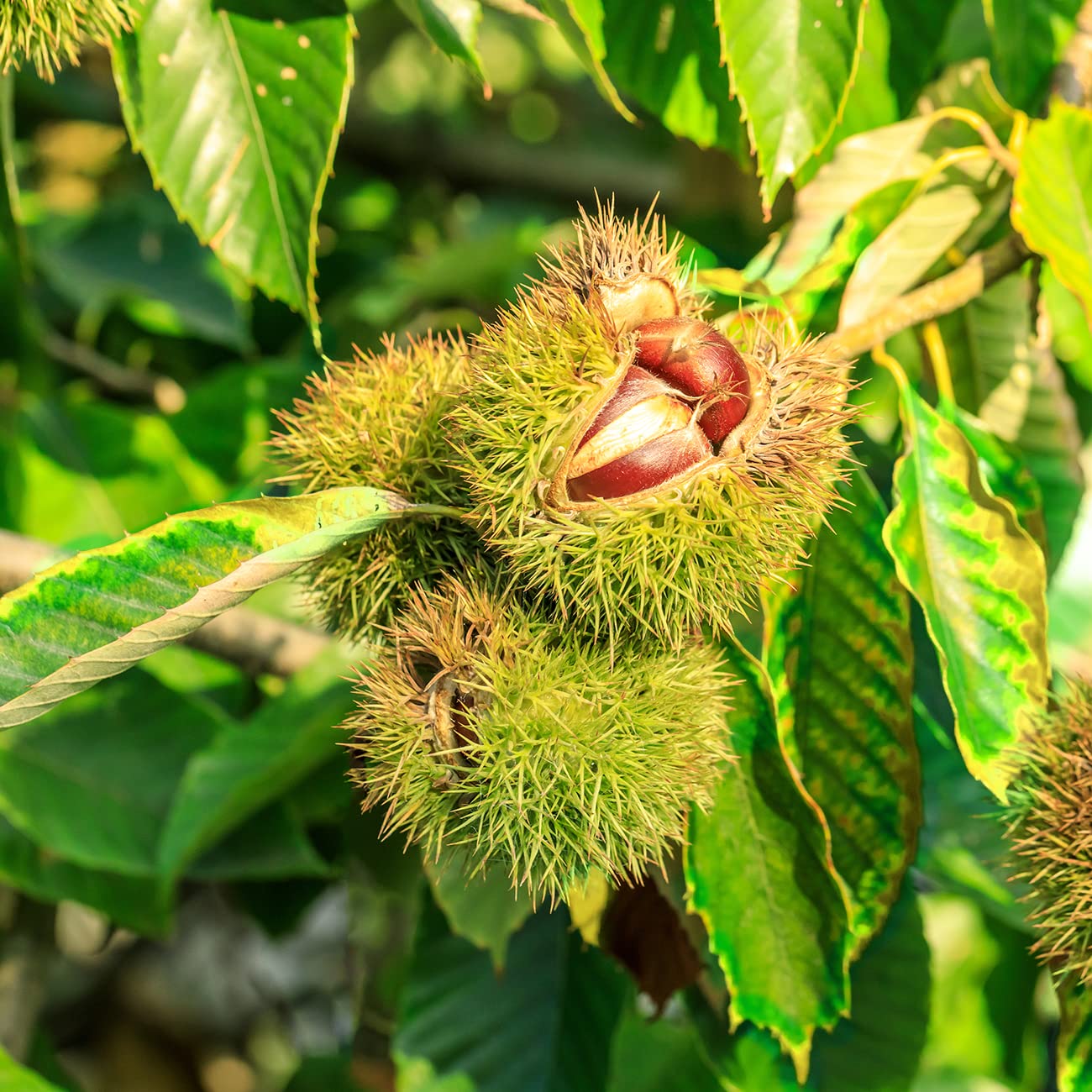 Perfect Plants American Hybrid Chestnut Tree 4-5 Feet | Live Trees for Outdoor Planting | Delicious Chestnut Fruit Nut for Fresh Eating | Tall Tree for Shade & Privacy