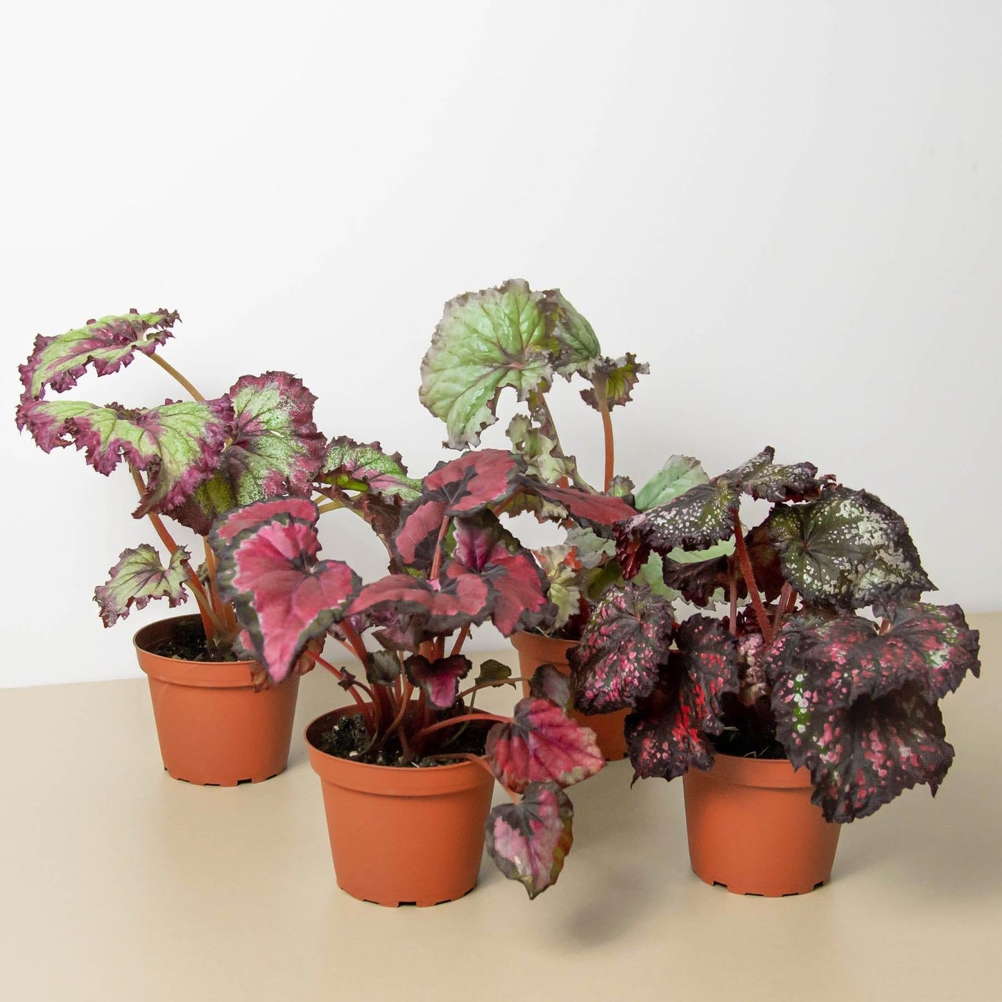 Begonia 'Rex', 4 Pack | Live Plant for Indoor & Outdoor | for Living Room, Office, Bathroom | (4" Pot)