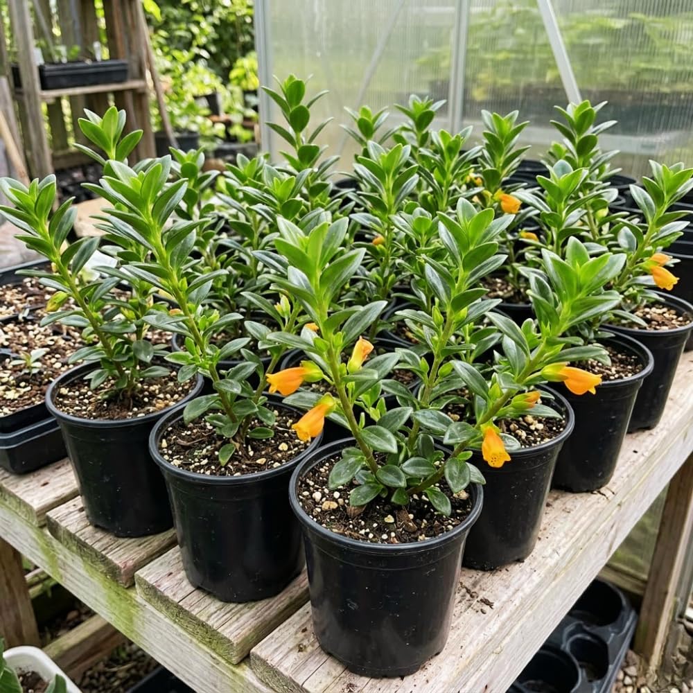 Goldfish Plants Live in 4 Inches Pot, Orange Goldfish Flower Plant, Live Houseplants Succulent for Hanging Basket, Well Rooted, 4-7 Inches Tall