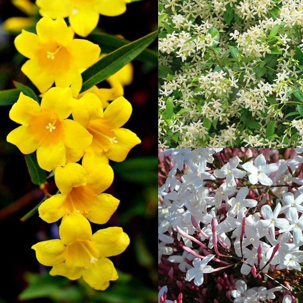 2 Mix Jasmine Plants Live, 4-7" Tall Jasmine Plant Outdoors Indoors Garden, Fragrant White Flowers Plants for Planting, Well Rooted, No Pot