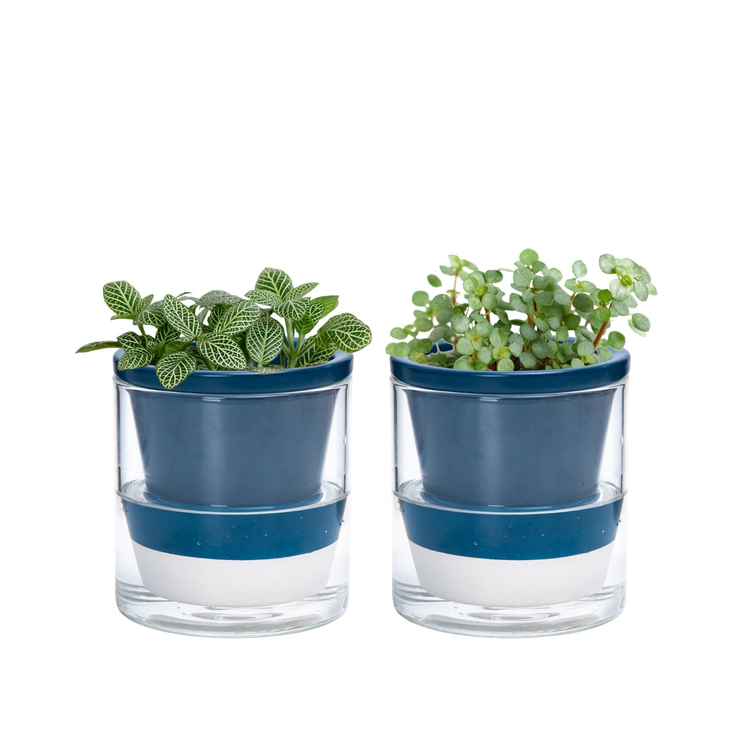 D'vine Dev 4 Inch Design Self Watering Planter for Indoor Plants, Blue Terracotta Pot with Cylinder Glass Cup, Set of 2, 37-Y-A-4