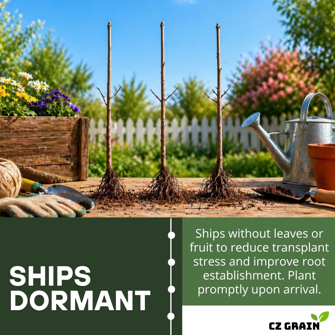 Apple, Plum & Pear Trees (3-Pack) – Dwarf Fruit Trees, Easy Grow Backyard Orchard Starter Kit (3 Pack - 1 of Each)