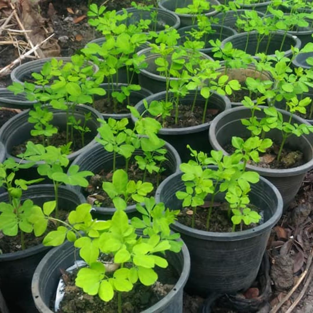 02 Malunggay Moringa Trees Plants Live for Outdoor Growing, Zones 9-11, Size 5-7" in Tall Starter Plant