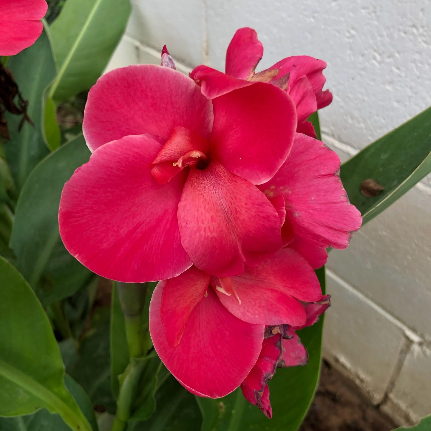 Pink Magic Canna Lily Bulb – Deep Rose Pink Blooms, Full Ruffled Flowers, Tropical Garden Perennial, Zones 3–9, 3–4 Ft Tall, Summer Rhizome, 1 Bulb