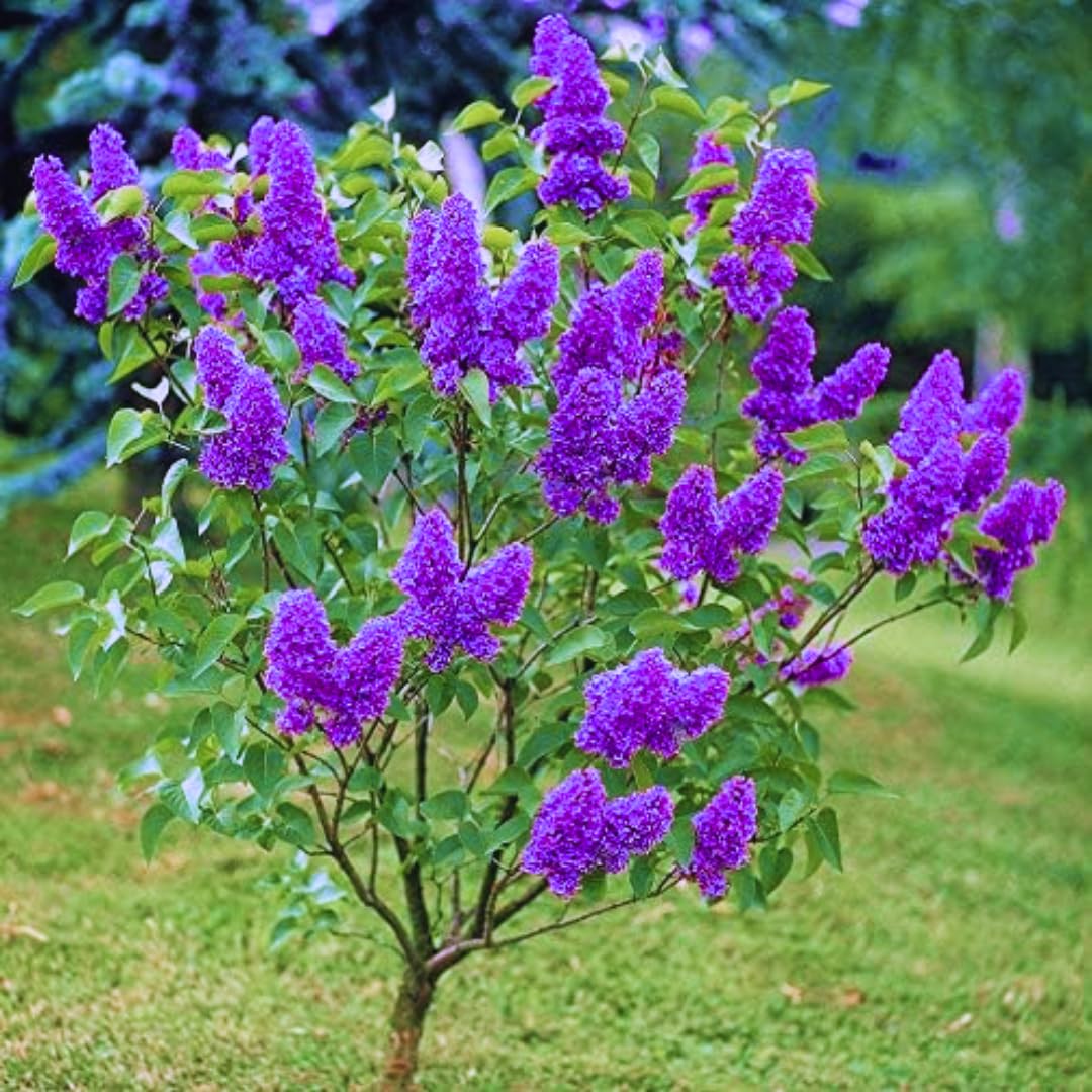 2 Lilac Trees Live Plants, 1 Year Old Well-Rooted Purple Syringa Bushes Seedling,6 to 12 Inches Tall, Fragrant, Zones 3-7