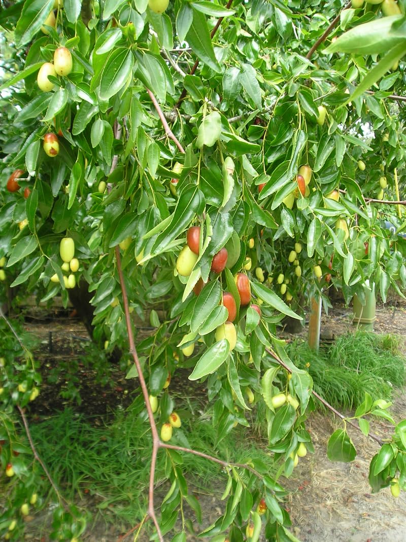 20 Pcs Indian Jujube Tree Seeds (Ziziphus Jujuba) for Planting – Fruit Seeds for Home Garden, Terrace Garden, Outdoor Pots, and Backyard Growing