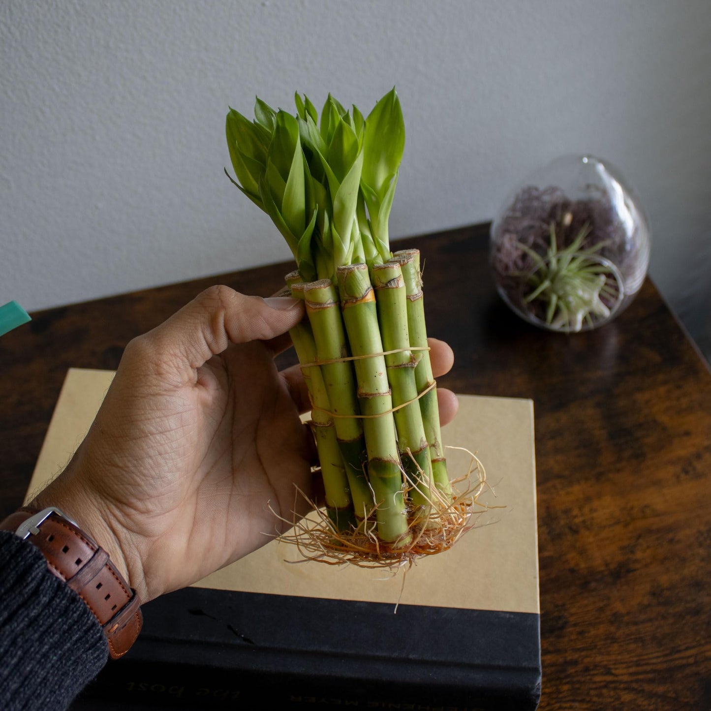 NW Wholesaler - 4" Live Lucky Bamboo Plant - Bundle of 10 Stalks - Live Indoor Houseplants for Home Decor, Live Bamboo Plant, Indoor Low Light Plants, Feng Shui (10)