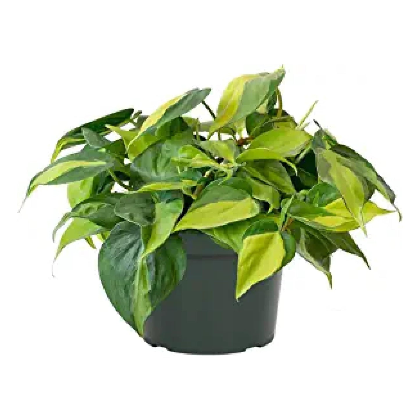 American Plant Exchange Live Philodendron 'Brasil' – 6-Inch Pot – Easy Care Trailing Houseplant with Variegated Green and Yellow Leaves for Hanging Baskets, Shelves, Desks & Indoor Décor