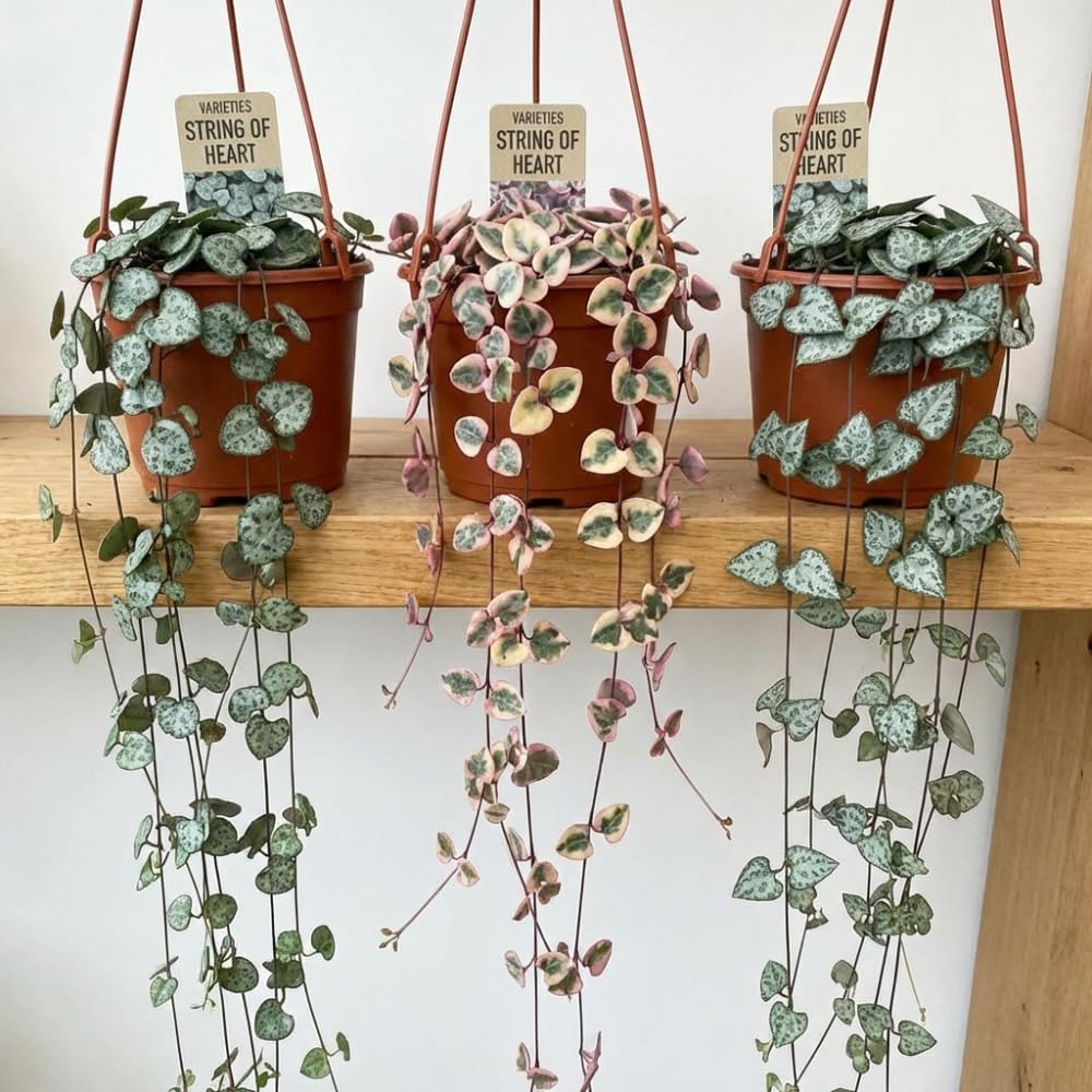 Variegated String of Hearts Plant Live Succulent 4 Inch Pot, Ceropegia Woodii Variegata, Hanging Plant for Home Office Decor, 4-7 Inch Tall