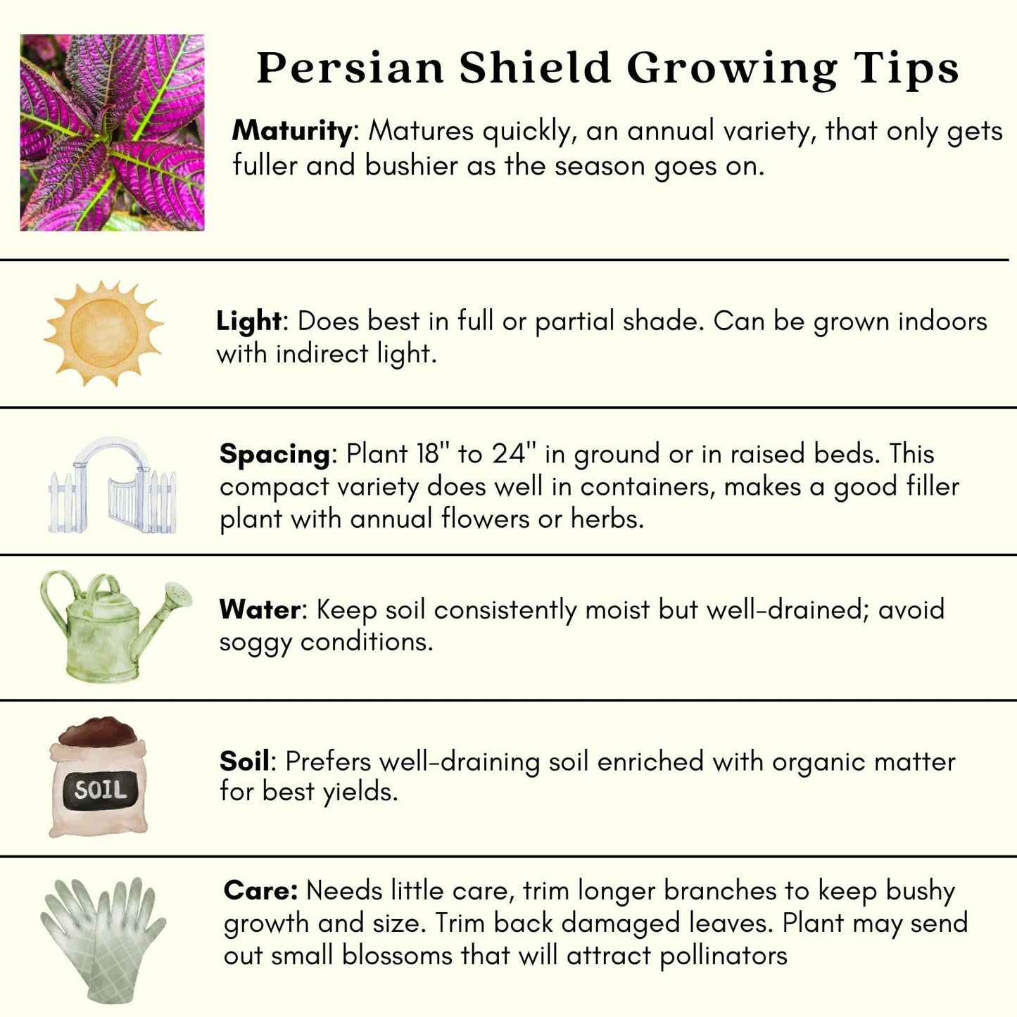 Clovers Garden Persian Shield (Strobilanthes) Plants Two (2) Live Plants – Non-GMO - Not Seeds - Each 4" to 8" Tall – in 4" Inch Pots - Exotic Foliage, Low Maintenance