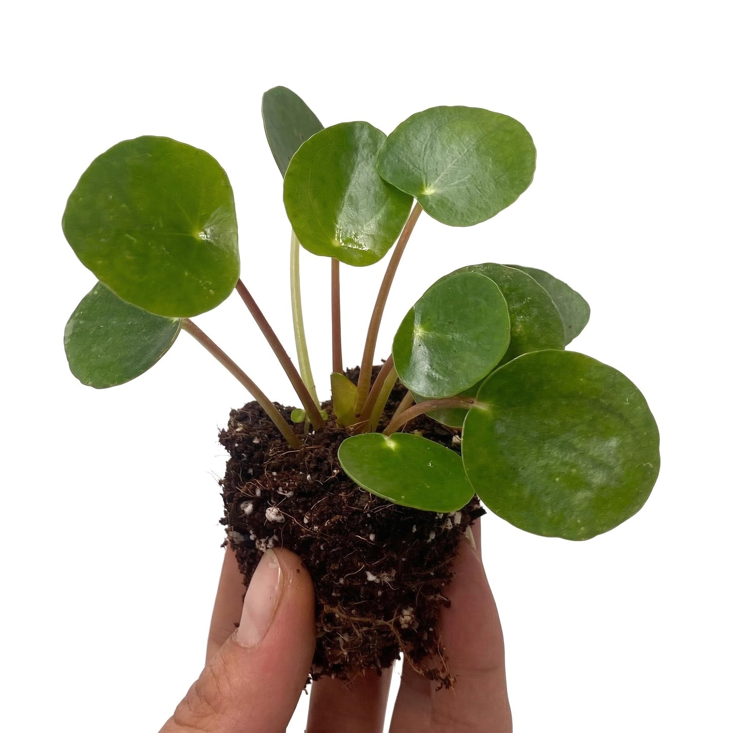 ragnaroc Chinese Money Plant Live – Chinese Money Tree – Pilea Peperomioides – 2” Plug Starter Plant – Easy Care Indoor House Plant – Unique Round Leaf Indoor Plant for Home & Office Decor
