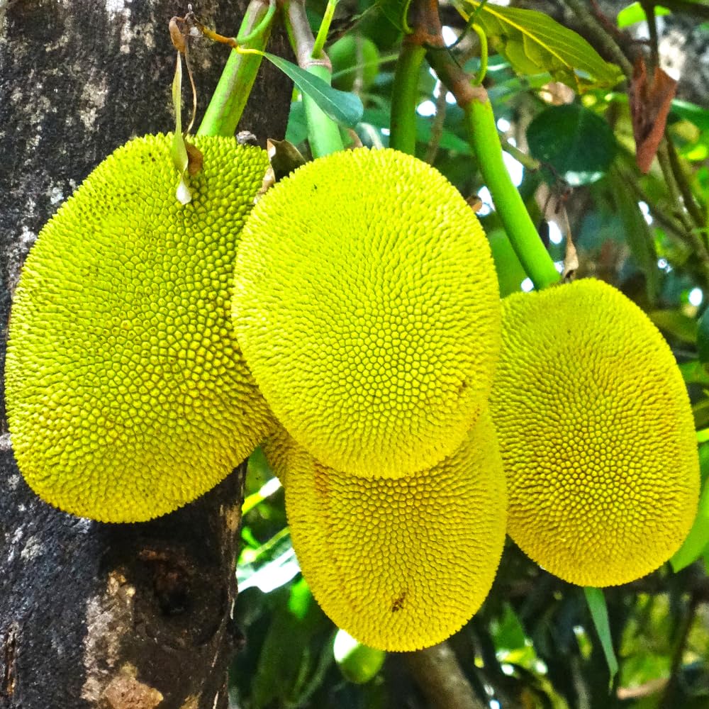 Jackfruit Tree Tropical Fruit Live Plant in 1 Gallon Pot, Perennial Fruit Tree, Yellow Jackfruit Plant from 2-3 Feet Tall