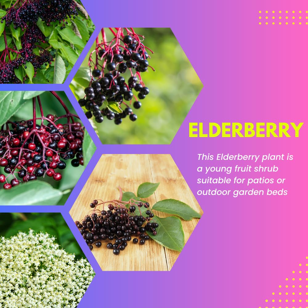 Black Elderberry Plant, Elderberry Bushes Live Plant, 2 to 3 Feet Tall, Edible Berry Bush for Perennial Garden, 1 Gallon Pot
