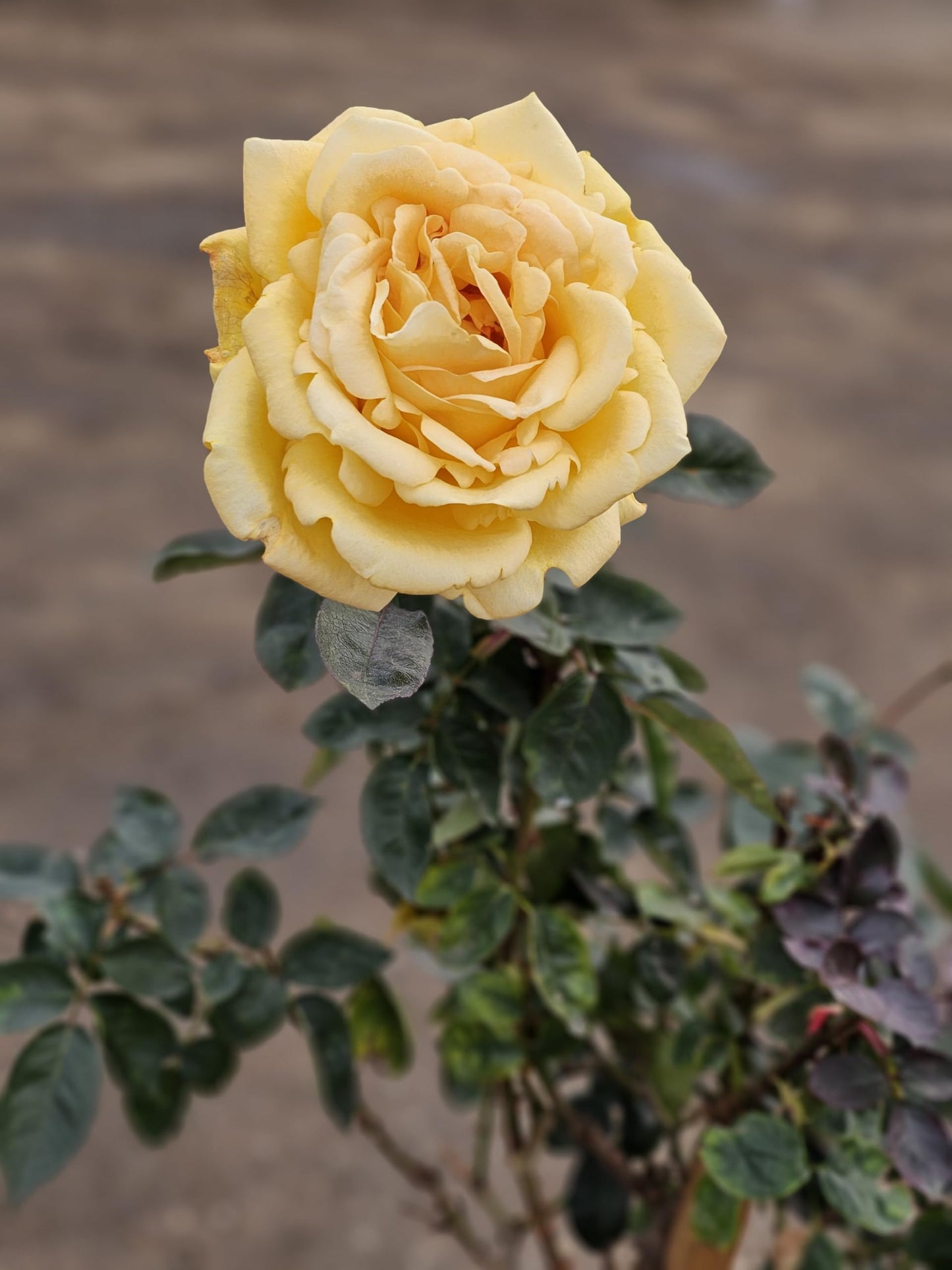 Rose Tree, Live Flowering Plant, 4-5 ft Tall, Reblooming All Year, 5 Gallon Pot (Oregold Rose - Hybrid Tea - Lightly Fragrant (Golden Yellow), 5 Gallon)