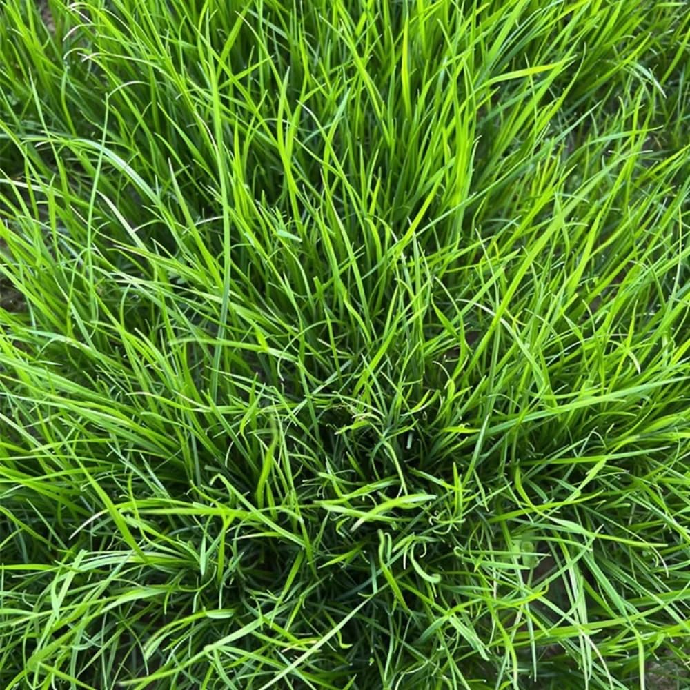 Set 20000 Emerald Zoysia Grass Seeds, Zoysia Grass Seeds for Lawn, Dense Green Grasses for Front Yard, Backyards, Ground Cover and Landscape