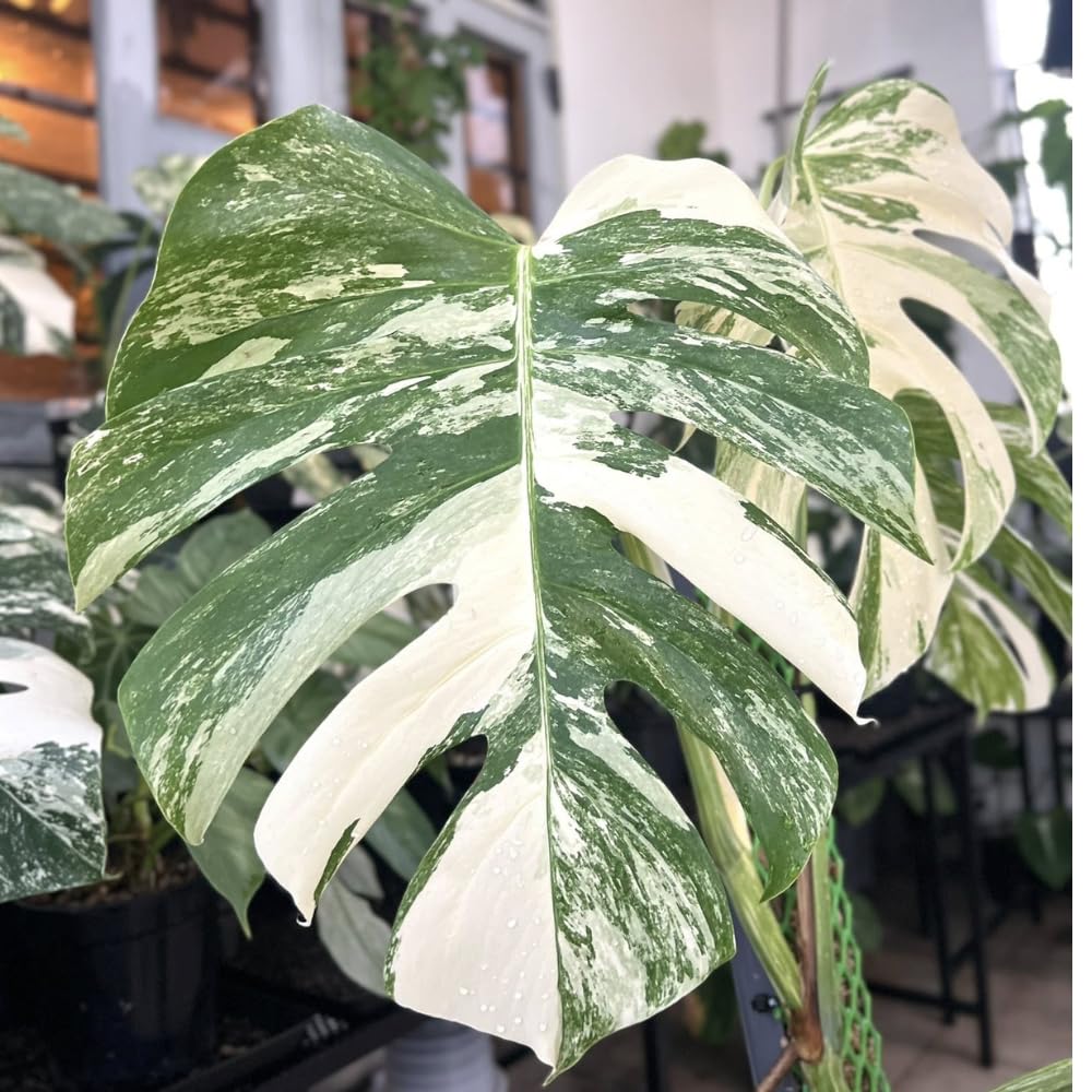 Philodendron Plant Live, Rare Tropical Variegated Live Indoor Houseplant, Starter Plants No Pot, 5-9" in Tall (Monstera Thai Constellation)