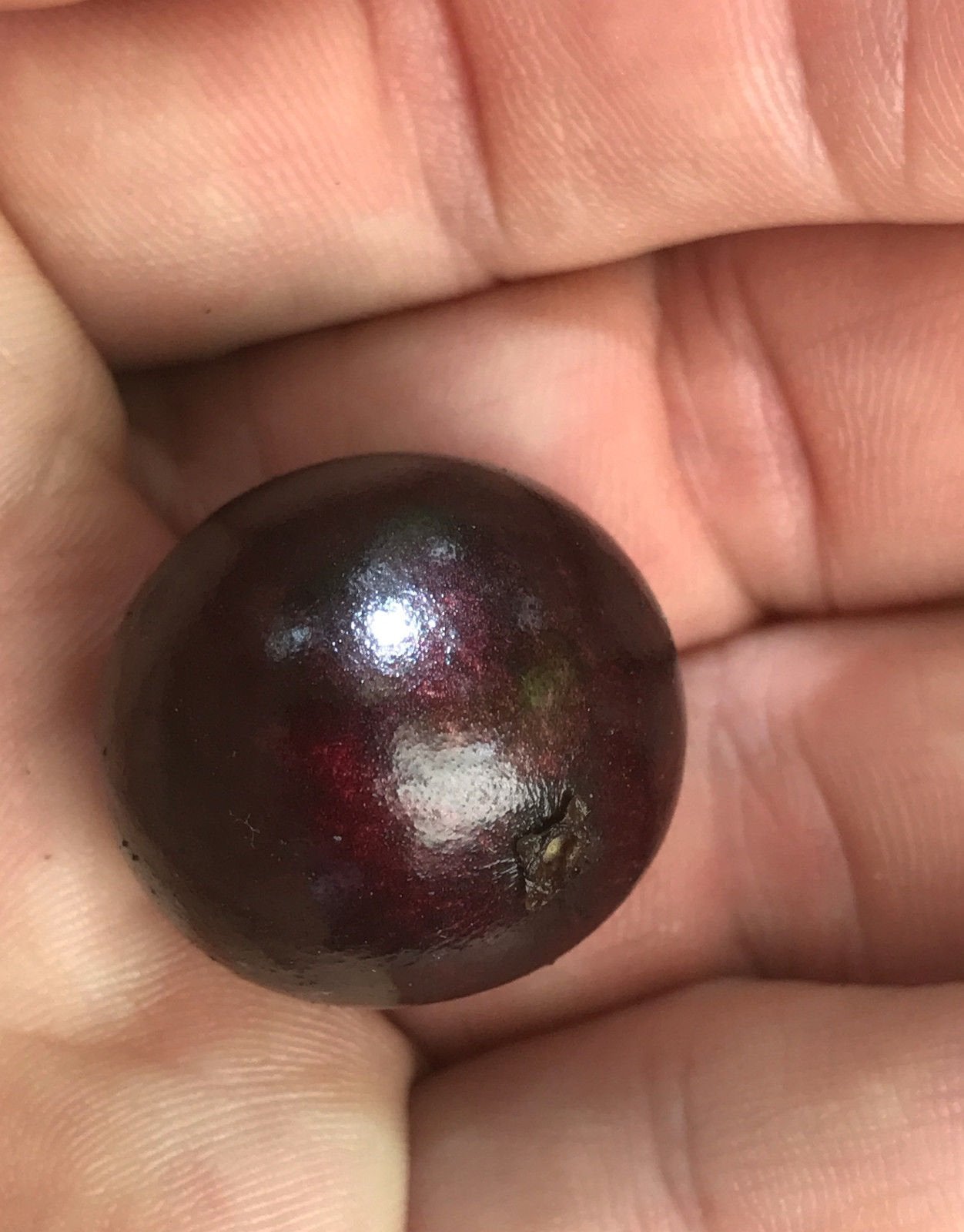 Red Hybrid Jaboticaba Myrciaria Plinia cauliflora x aureana Fruit Tree Plant