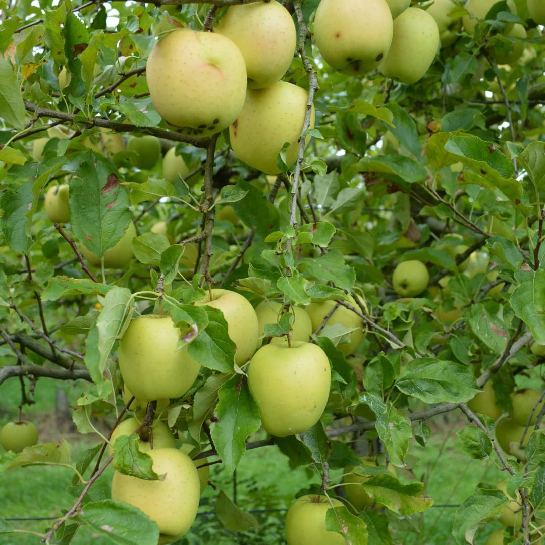 Live Delicious Apple Tree Plant, Sweet Apple Fruit Tree 2-3 Feet Tall in 3 Gallon Pot, Hardy Outdoor Tree, Ready for Planting, No Ship to CA (Yellow Apple)