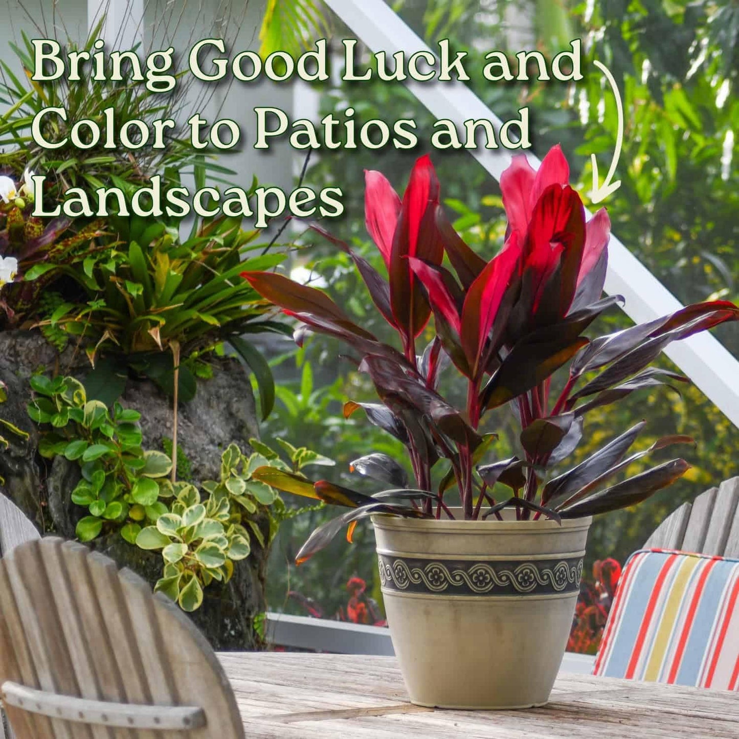 Hawaiian Ti Cordyline Plant - Tropical Foliage Plant - Overall Height 26" to 32" - Tropical Plants of Florida (Plant Only)