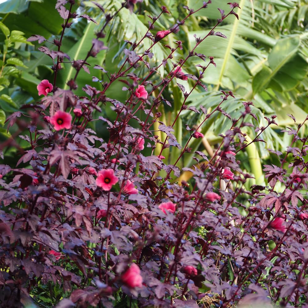 4 Cranberry Hibiscus Live Plants, 4-6” Tall, Tropical Hibiscus Flowers, Cranberry Plants Live