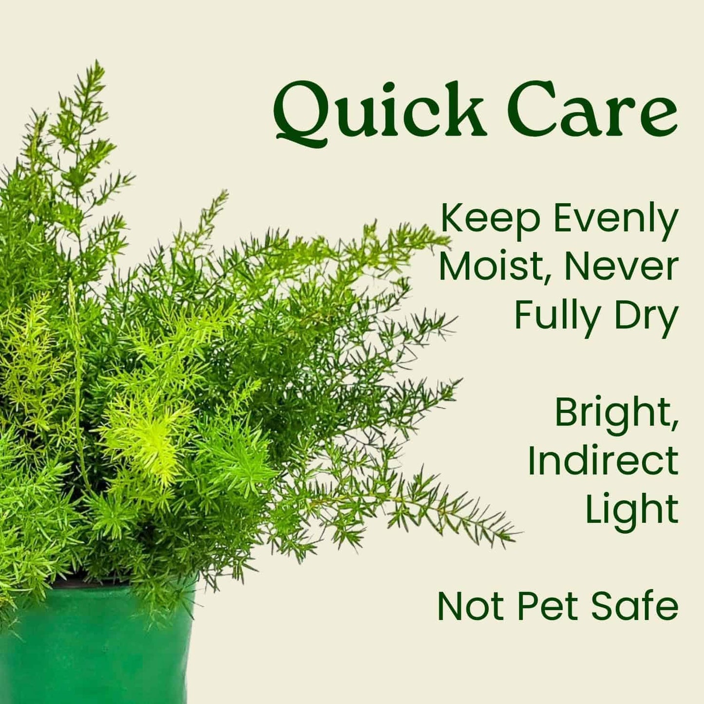 Sprengeri Fern – Live Asparagus Fern in 1 Gallon Nursery Pot – Lush, Cascading Green Foliage for Shade Gardens & Indoor Spaces – Easy-Care Perennial, Thrives in Humidity