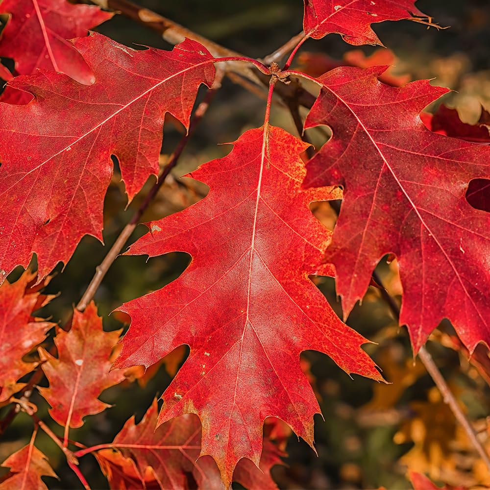 Northern Red Oak Tree, Vibrant Foliage, Deciduous, Tall, Acorn Producing, 5 gal, Nursery Pot (Due to Agricultural Laws, we Unable to Ship to CA, AZ, AK, or HI)