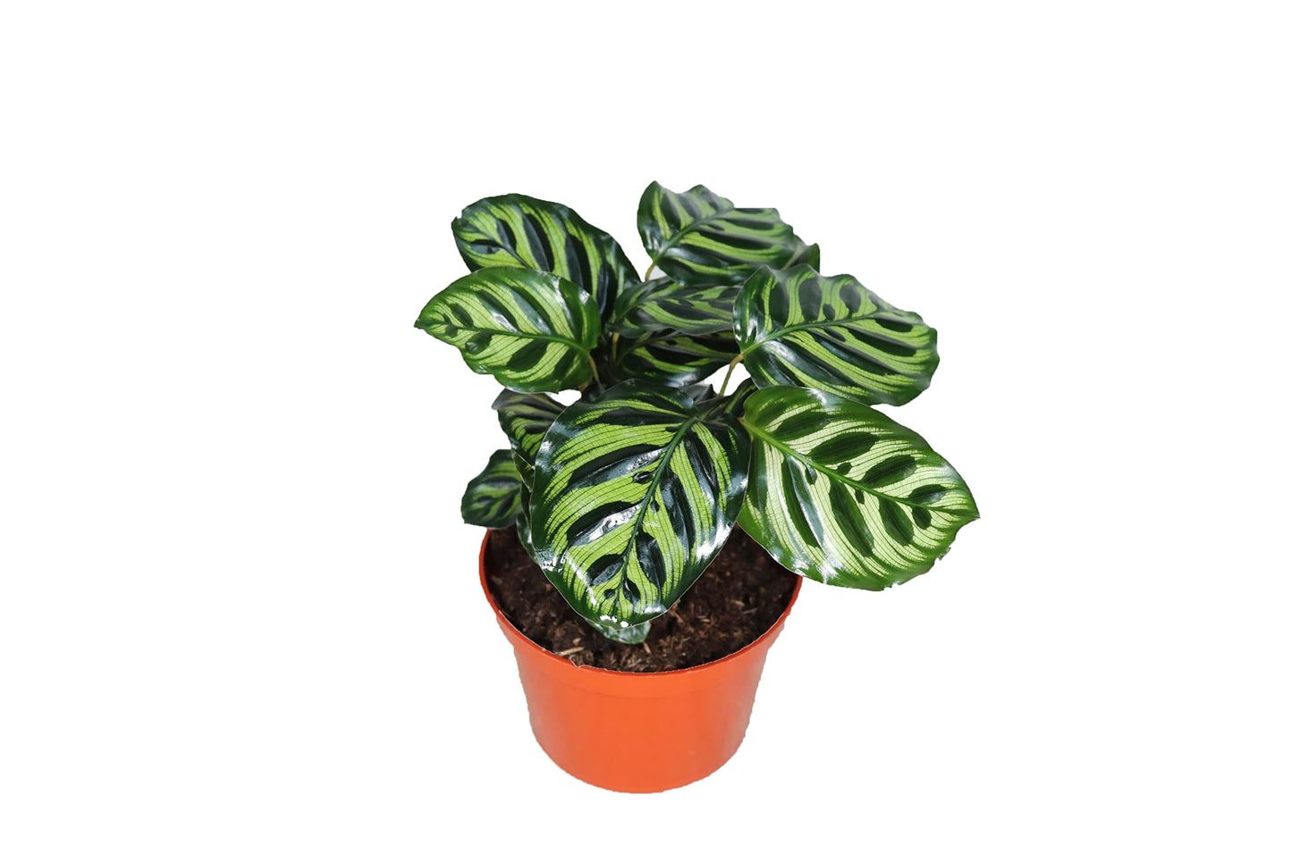 Calathea Peacock Makoyana- 6'' from California Tropicals