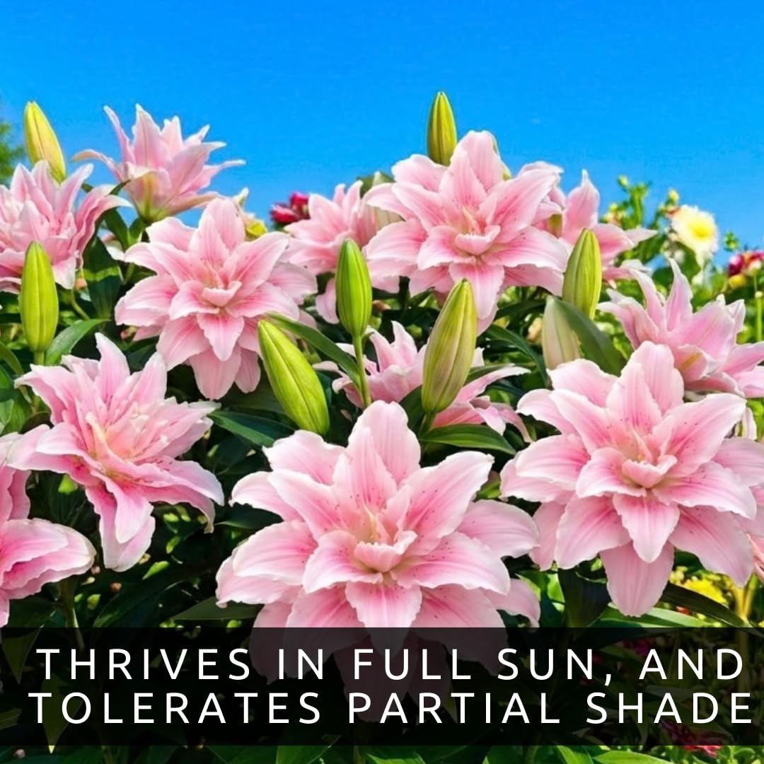 Pink Roselily Double Oriental Lily Bulbs – Fragrant, Pollen-Free, Fully Double Blooms – Premium Perennial Flower for Garden Beds & Cut Arrangements (3 Bulbs)